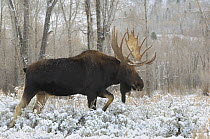 Moose (Alces alces) bull male walking through frosty grass. Grand Teton National Park, Wyoming, USA, October.