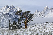 Limber Pine (Pinus flexilis). Grand Teton National Park, Wyoming, USA, October 2010. Famous patriarch tree of the Grand Tetons just after fall snowstorm. Winner: World Landscapes category in the Outdo...