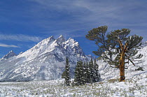 Limber Pine (Pinus flexilis) against high mountain peaks. Grand Teton National Park, Wyoming, USA. Autumn 2010.