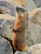 Yellow-bellied Marmot (Marmota flaviventris) standing on hind legs. Yellowstone National Park, Wyoming, USA, May.