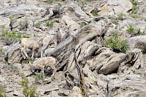 Young Bighorn Sheep (Ovis canadensis) perfectly camouflaged against rocky mountain side. Yellowstone National Park, Wyoming, USA, June.