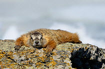 Yellow-bellied Marmot (Marmota flaviventris) basking on a rock in the sun. Yellowstone National Park, Wyoming, USA, June.