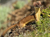 Long-tailed Weasel (Mustela frenata). Yellowstone National Park, Wyoming, USA, June.