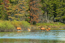 Elk or Wapiti (Cervus canadensis) mothers with their young calves crossing the Snake River.  Grand Teton National Park, Wyoming, USA, June.