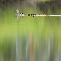 Mallard (Anas platyrhynchos) mother with convoy of ducklings. Snake River, Grand Teton National Park, Wyoming, USA, June.