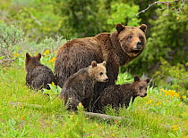 Grizzly Bear (Ursus arctos horribilis) mother with three young cubs. Grand Teton National Park, Wyoming, USA, June.