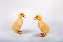 Two Aylesbury ducklings quacking