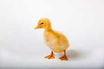 Aylesbury duckling