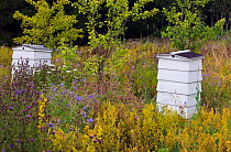 Two Bee hives in garden meadow, Norfolk, UK, July 2011
