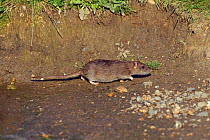 Brown rat (Rattus norvegicus) running, Norfolk, UK