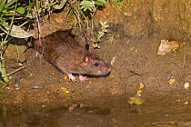 Brown rat (Rattus norvegicus) emerging from hole beside water, Norfolk, UK, July