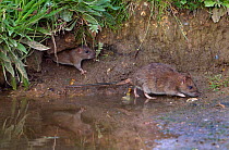 Two Brown rats (Rattus norvegicus) emerging from hole, Norfolk, UK, June