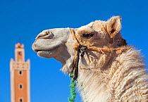Dromedary camel (Camelus dromedarius) head portrait with a Mosque tower in the distance, Morocco, Africa, March 2011