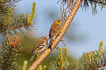 Female Chaffinch (Fringilla coelebs) left, perched next to Greenfinch (Carduelis chloris) Norfolk, UK, May