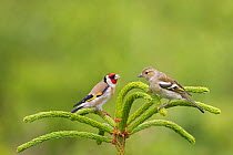 Goldfinch (Carduelis carduelis) on left, and female Chaffinch (Fringilla coelebs) perched on conifer, Norfolk, UK, June