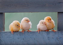 Four newly hatched chicks perched on blue fence