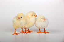Three newly hatched chicks