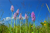 Common spotted orchids (Dactylorhiza fuchsii) flowering, Southrepps Common, Norfolk, UK, June