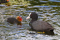 Coot (Fulica atra) adult with young feeding, Norfolk, UK, June