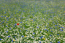 Meadow with flowering Corn chamomile (Anthemis arvensis), Corn marigold (Chrysanthemum segetum), Cornflowers (Centaurea cyanus) and Poppies (Papaver rhoeas) Norfolk, UK, June