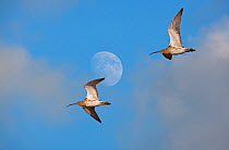 Two Curlews (Numenius arquata) flying past moon, UK, December, Digital composite