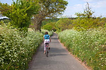 Woman cycling down country lane near Northrepps, Norfolk, UK, May 2011