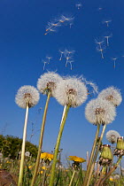 Dandelion (Taxaxacum officinale) seeds blowing in the wind, UK, April