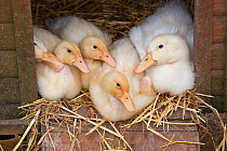Five Ducklings resting in poultry house on straw bedding