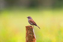 Dunnock / Hedge sparrow (Prunella modularis) singing, UK, May