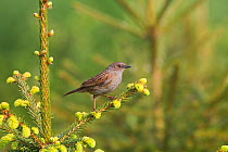 Dunnock / Hedge sparrow (Prunella modularis) perched on conifer, UK, April