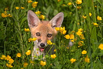 Red fox (Vulpes vulpes) cub amongst Buttercups (Ranunculus sp) UK, May. Captive