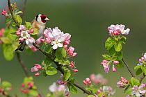 Goldfinch (Carduelis carduelis) on Apple tree branch with blossom, UK, April
