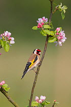 Goldfinch (Carduelis carduelis) on Apple tree branch in blossom, UK, April