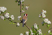 Goldfinch (Carduelis carduelis) on Hawthorn (Crataegus sp) twig in blossom, UK, May