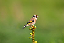 Goldfinch (Carduelis carduelis) singing, UK, April