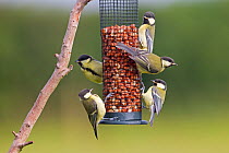 Great tit (Parus major) juveniles on peanut feeder, Norfolk, UK, June