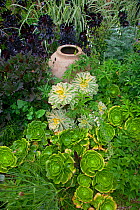 Houseleeks (Sempervivum) and Succulents in garden with pottery urn, UK, June