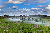 Potato (Solanum tuberosum) crop irrigation, Norfolk, UK, July 2011