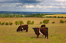 Shetland cattle with Ivinghoe church in the distance, Chilterns, Buckinghamshire, June 2011