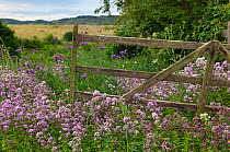 Marjoram (Origanum vulgare) flowering in field by gate, Chilterns, Buckinghamshire, UK, July 2011
