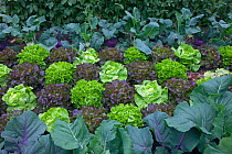 Mixed lettuces and cabbages in vegetable garden, Norfolk, UK, June