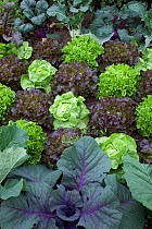 Mixed lettuces and cabbages growing in vegetable garden, Norfolk, UK, June