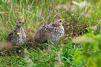 Two Pheasants (Phasianus colchicus) chicks, UK, June