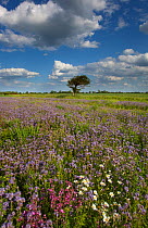 Purple tansy / Lacy phacelia(Phacelia tanacetifolia) Cley, Norfolk, UK, May 2011