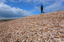 Man walking on mound of Razor shell (Ensis siliqua) shells washed up on Thornham Creek, Titchwell, Norfolk, UK, September 2011