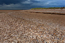 Razor shell (Ensis siliqua) shells washed up on shore, Thornham Creek, Titchwell, Norfolk, September 2011