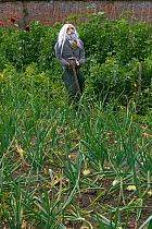 Scarecrow in vegetable garden, UK, July 2011