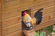 Silver-laced wyandotte cockerel at entrance to chicken shed, UK, June
