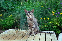 Siamese tabby cat sitting on table in garden patio, UK, June