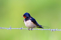 Barn swallow (Hirundo rustica) perched on barbed wire fence, UK, June